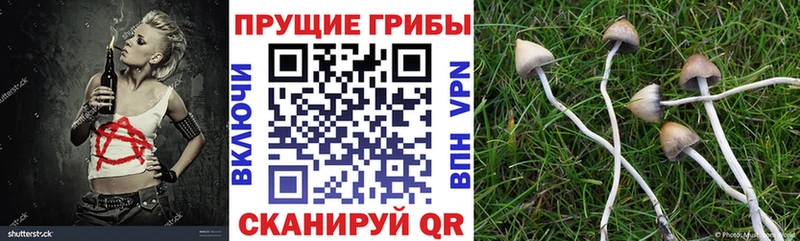 закладки Севск Псилоцибиновые грибы GOLDEN TEACHER